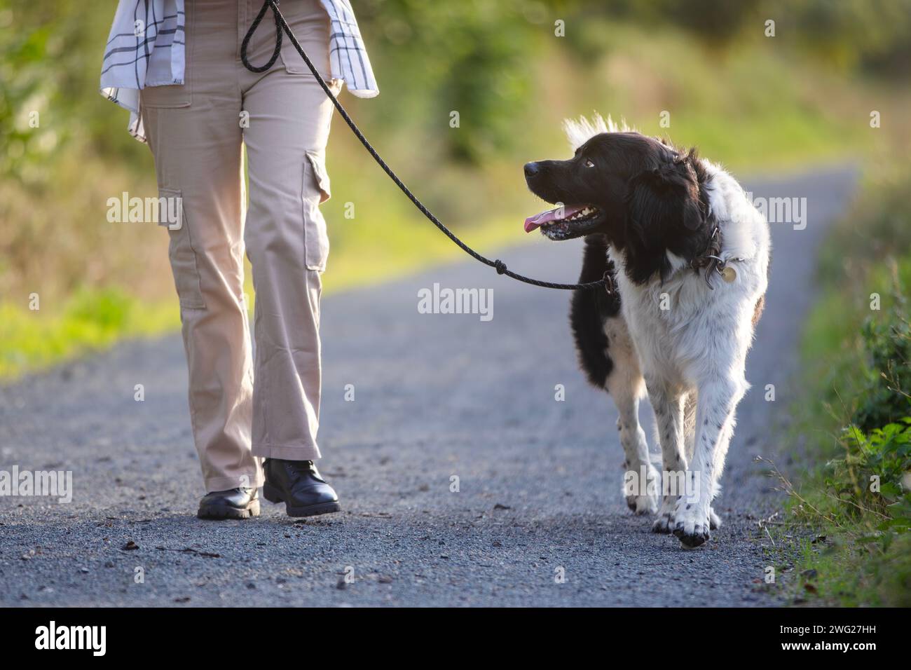 Teen Girl geht mit ihrem Hund an der Leine auf dem Weg. Haustierbesitzer mit tschechischem Sennenhund. Stockfoto