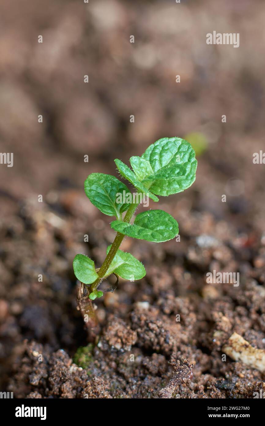 Nahaufnahme von Minzpflanzen Laub, alias Mentha, beliebte frische grüne Bio duftende Kraut mit Boden, beliebt in kulinarischen, medizinischen und aromatischen Stockfoto