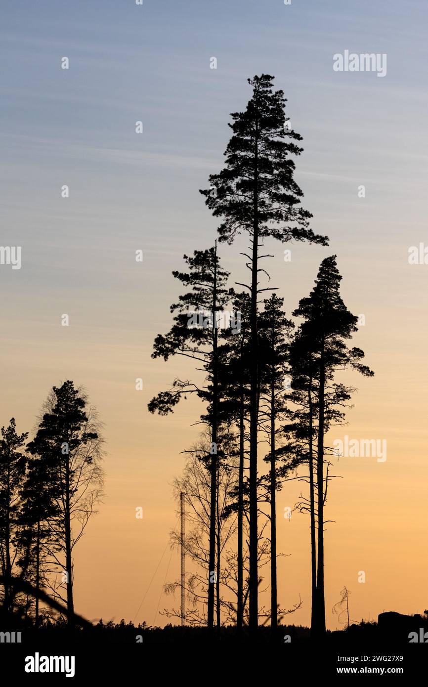 Baumsilhouetten und Wolken in der Abenddämmerung. Erschossen in Schweden, Skandinavien. Inspiration Nature Shot oder generischer Hintergrund für die Präsentation Stockfoto