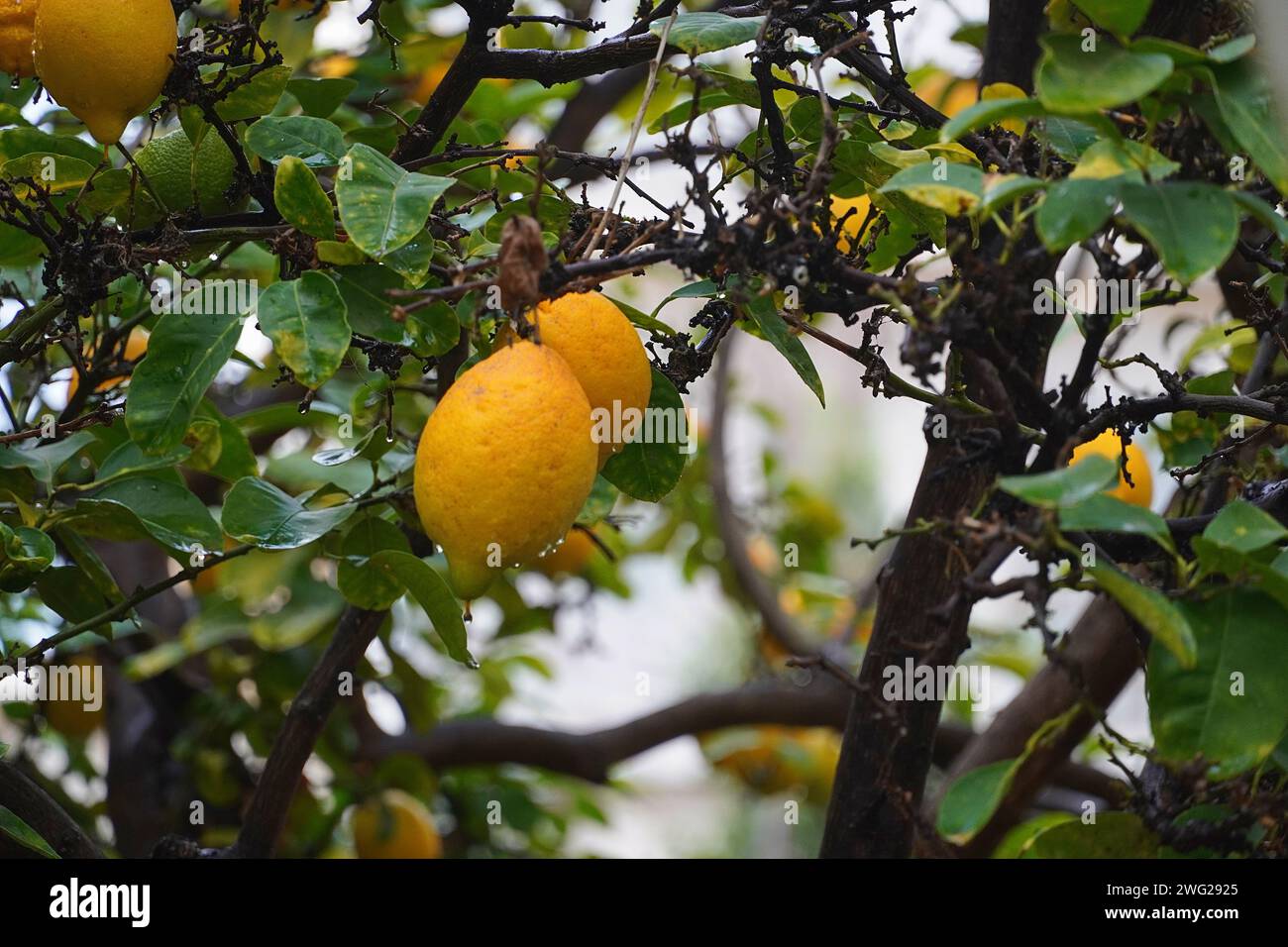 Reife Zitronen oder Zitruslimonen auf einem Baum nach dem Regen Stockfoto