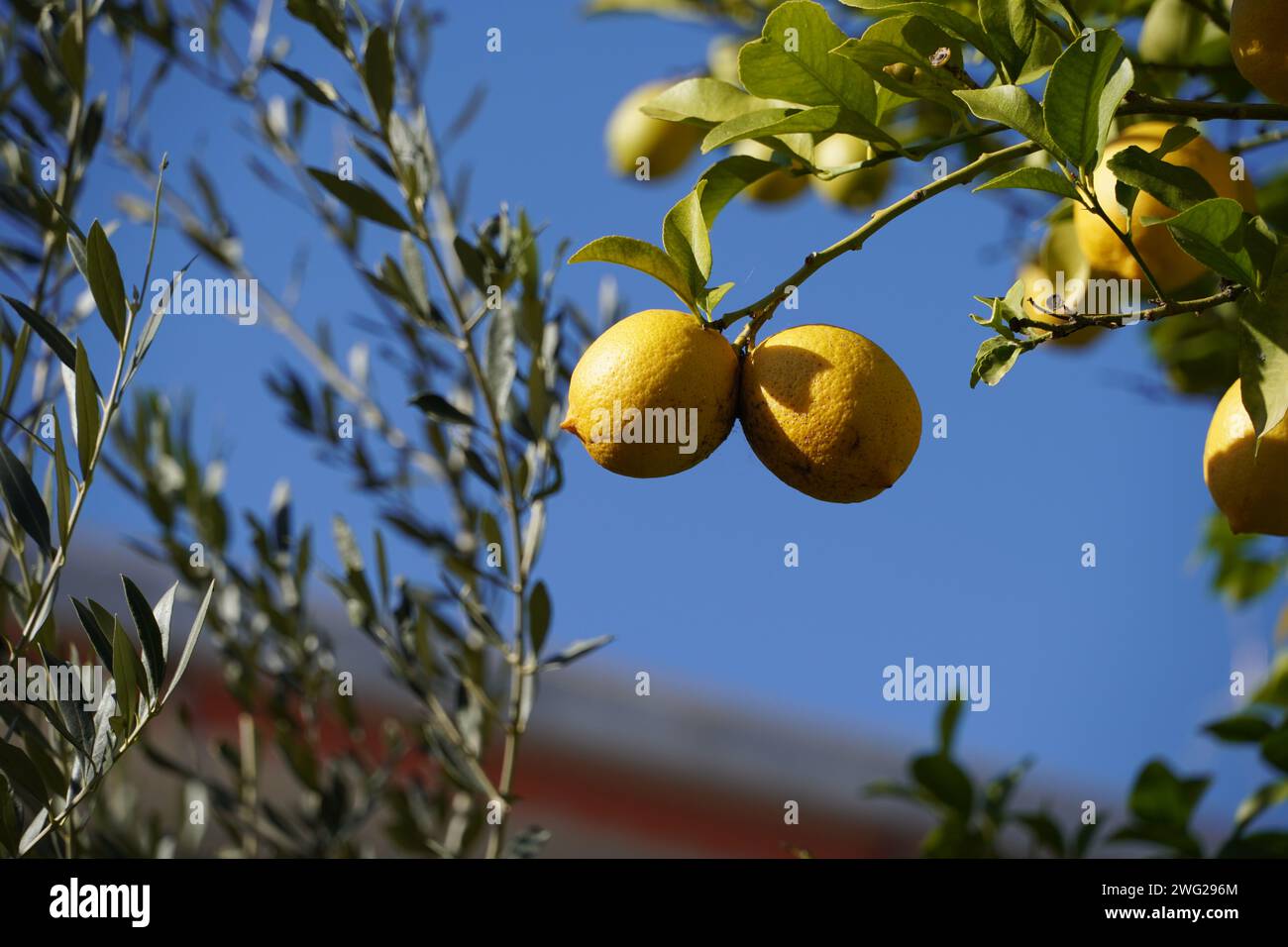 Reife Zitronen hängen im Winter von einem Baum, in Athen, Griechenland Stockfoto