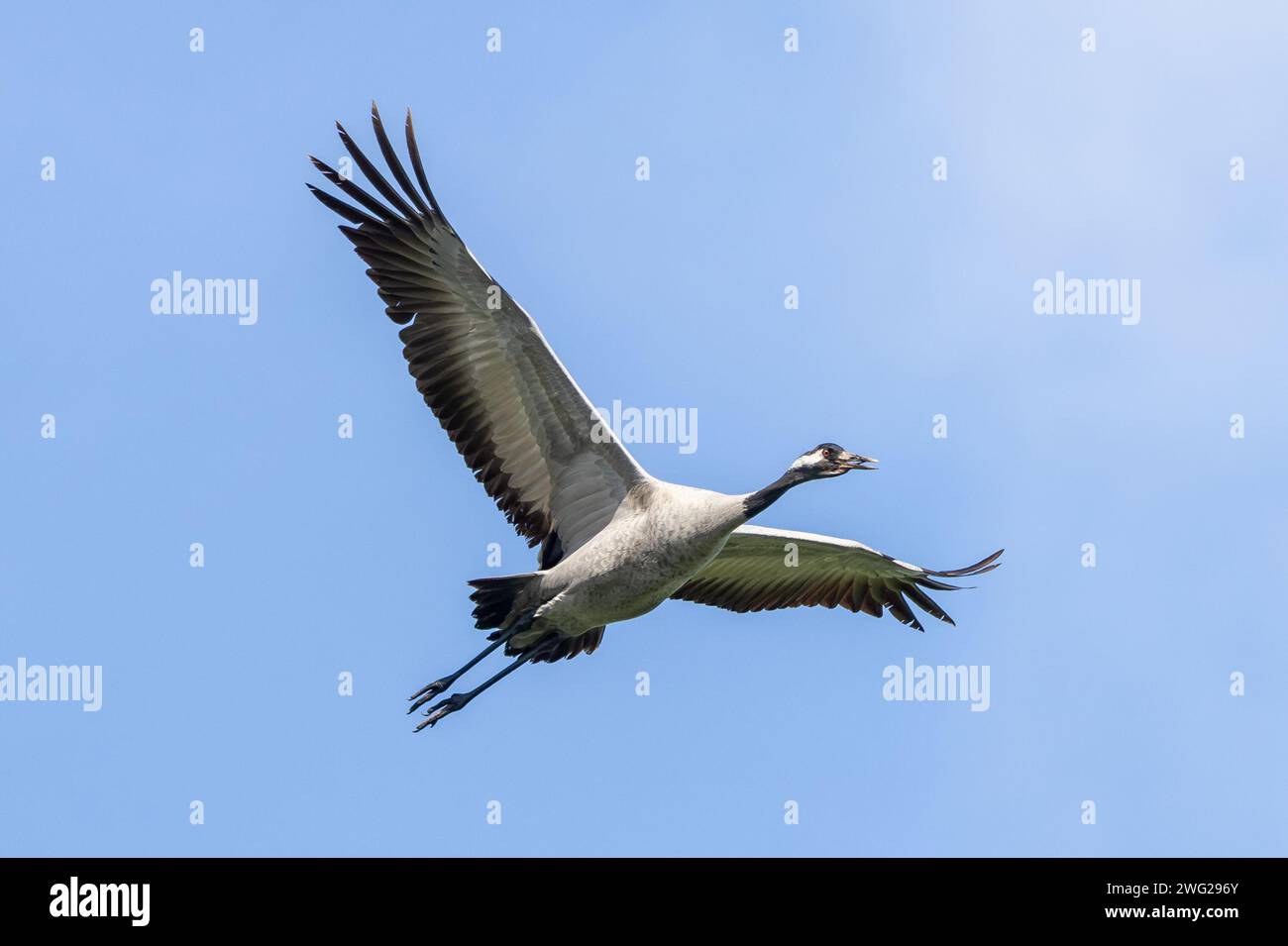 Grus grus – Gruiformes, Gruidae – Vogel im Flug im Suffolk-Becken bei Lakenheath RSPB Stockfoto