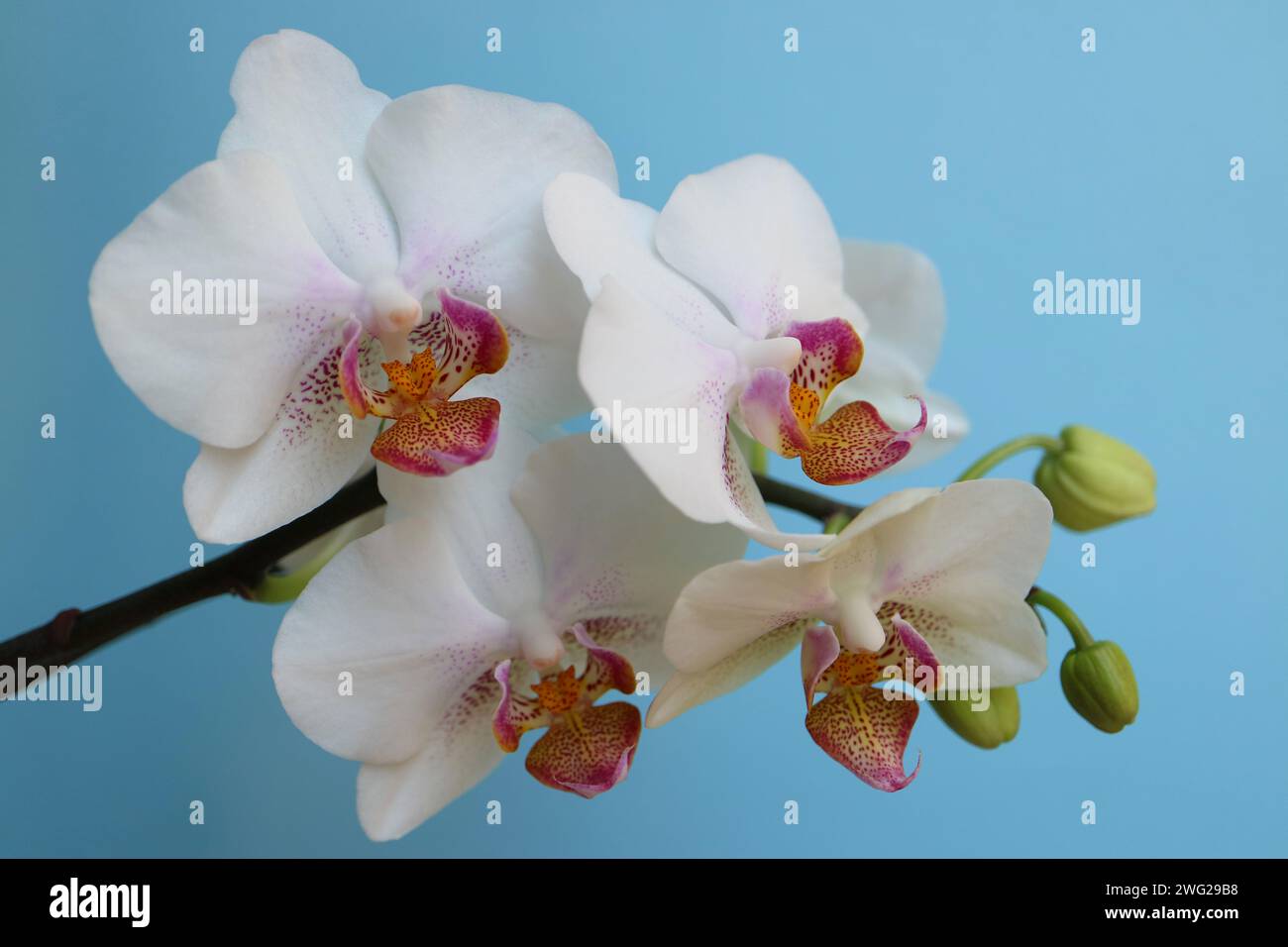 Weiße Orchidee mit zarten Blütenblättern und Knospen, weiße Orchidee mit roten und gelben Mustern in den zentralen Blütenblättern, Blumen auf blauem Hintergrund Makro, Schönheit Stockfoto