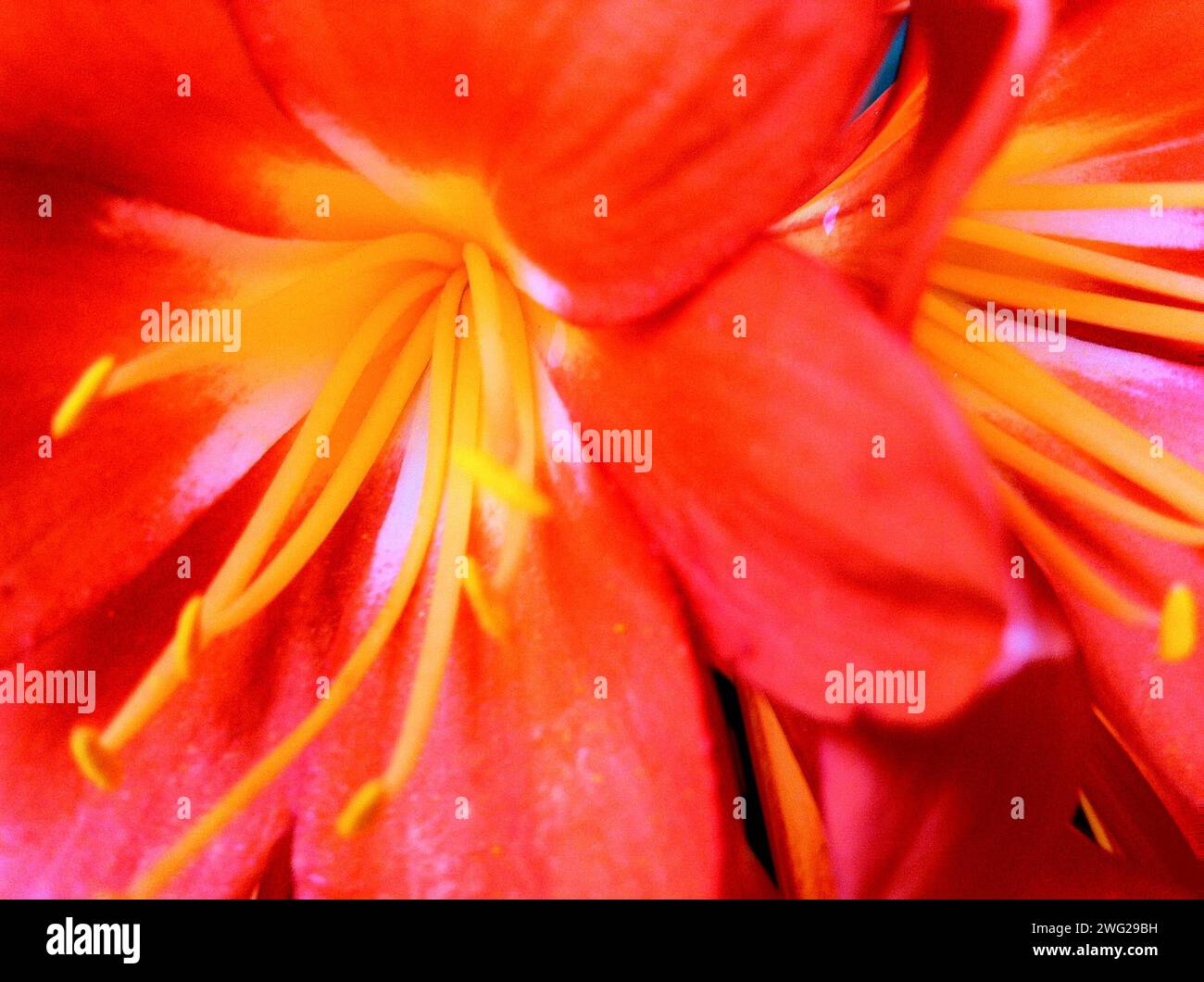 Abstrakte Nahaufnahme gelber Stempel und rote Blütenblätter auf einer Blume Stockfoto