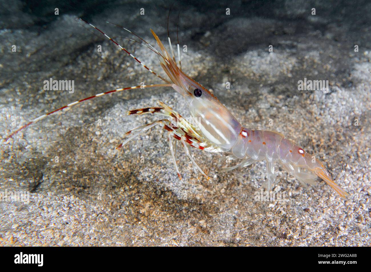 Garnelen für Erwachsene. Stockfoto