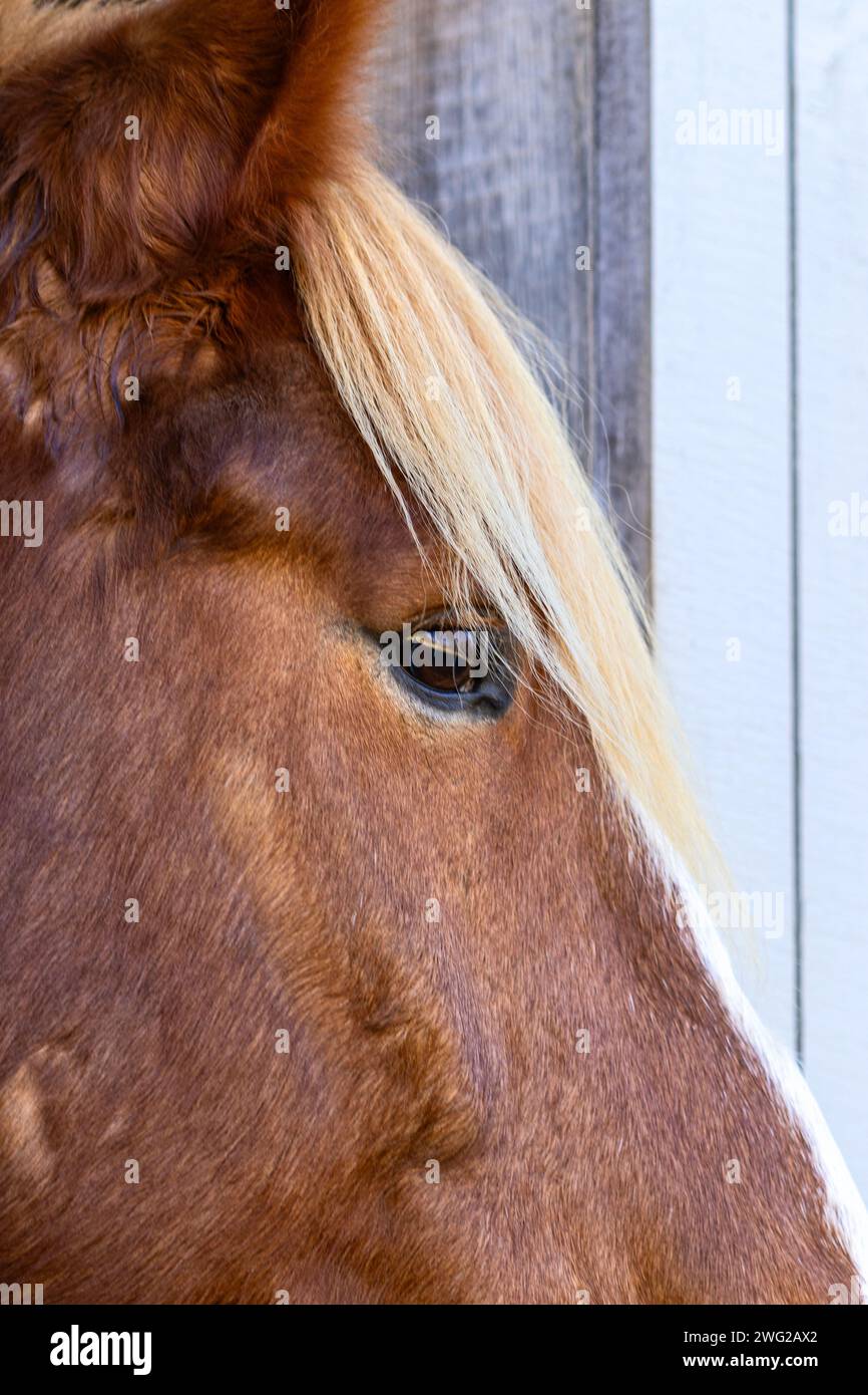 Die Nahaufnahme eines belgischen Zugpferdes (Equus ferus caballus) zeigt seine gelbe Mähne, sein rötlich-braunes Haarkleid und seine braunen Augen. Stockfoto