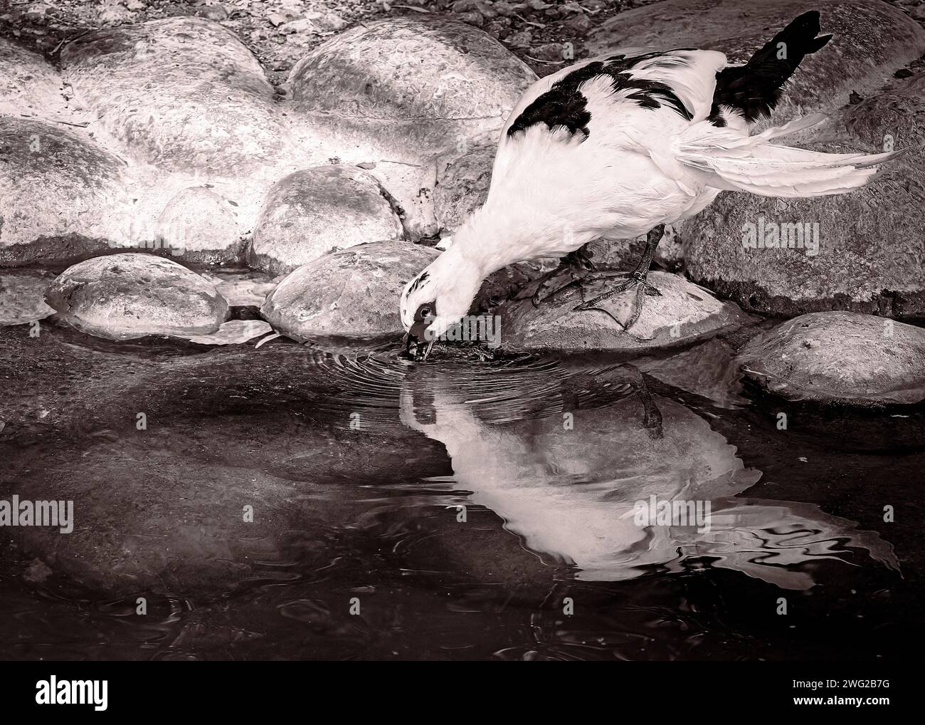 Ente im Al Areen Wildlife Park, Bahrain Stockfoto