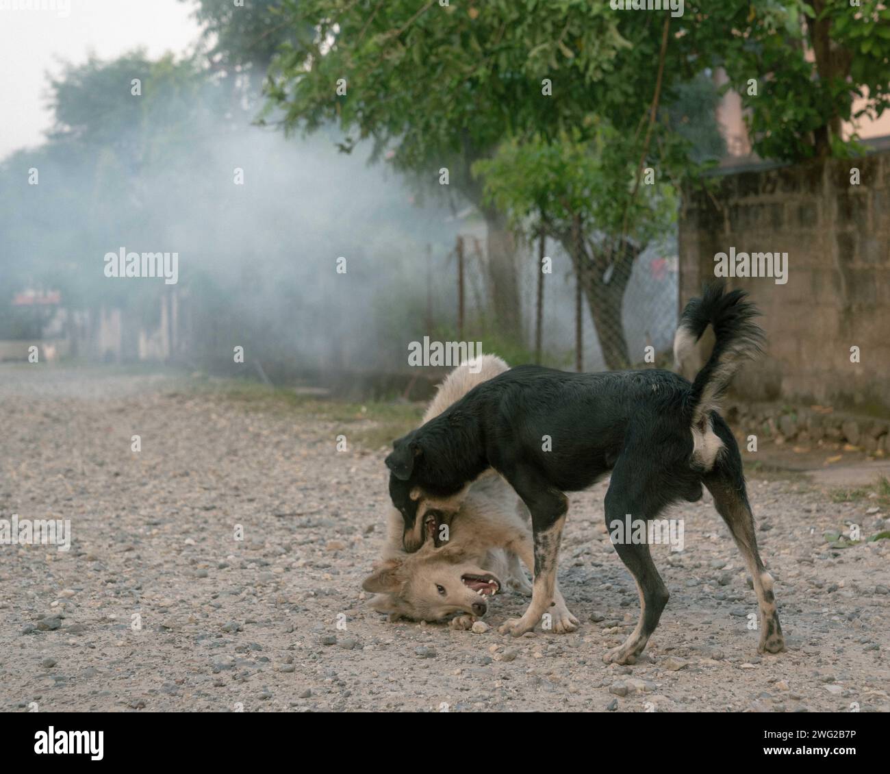 Zwei nepalesische Straßenhunde kämpfen mitten auf der Straße. Stockfoto