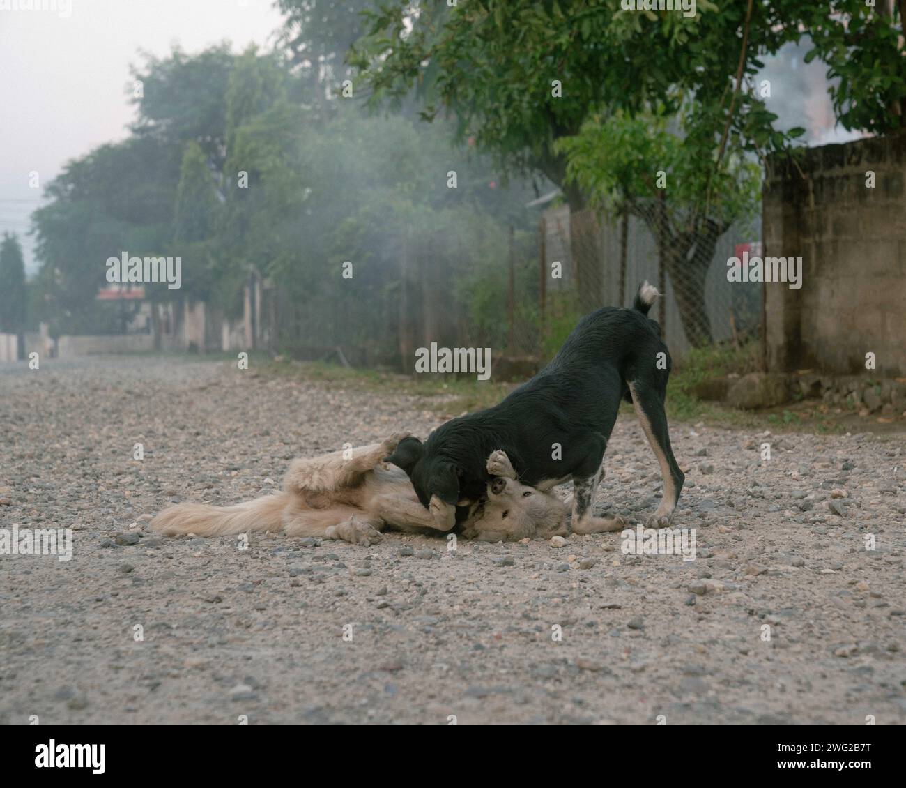 Zwei nepalesische Straßenhunde kämpfen mitten auf der Straße. Stockfoto
