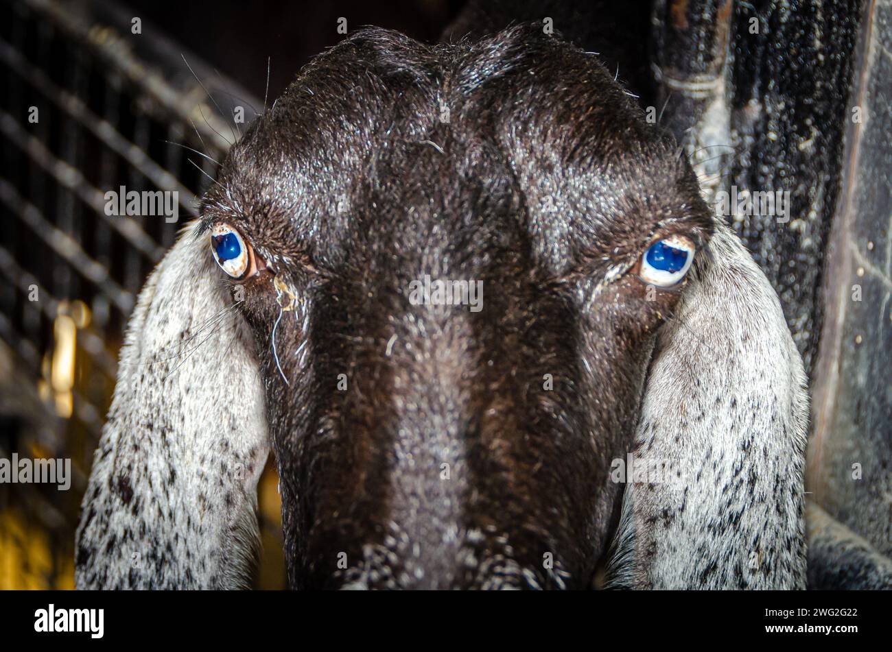 Eine Ziege mit blauen Augen Stockfoto