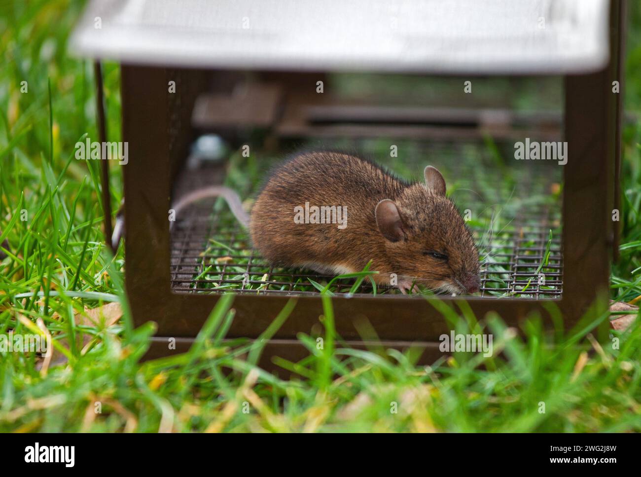 Maus in einem garten Fotos und Bildmaterial in hoher Auflösung Alamy