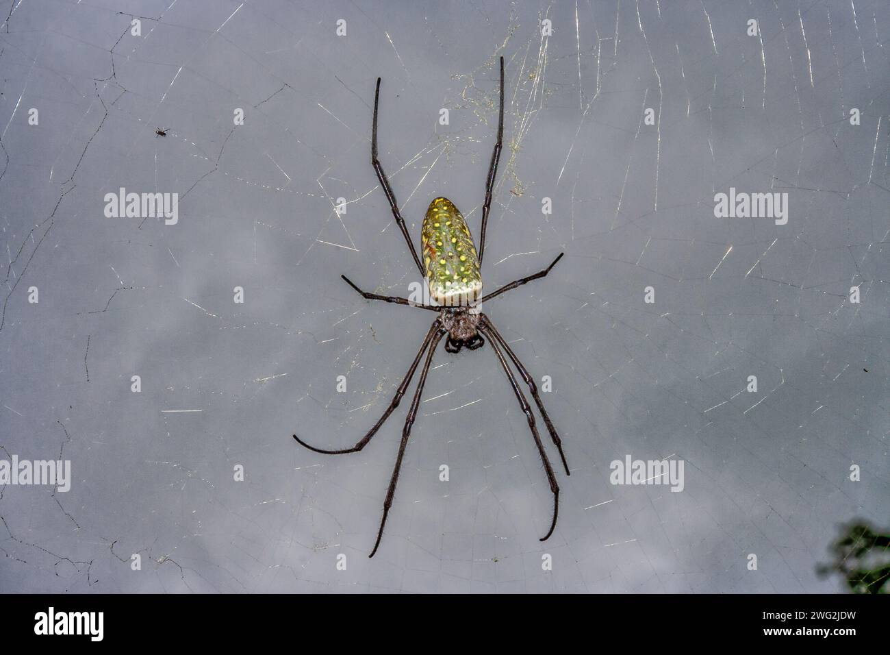 Eine grüne Seidenweberspinne mit gelben Punkten im Netz Stockfoto