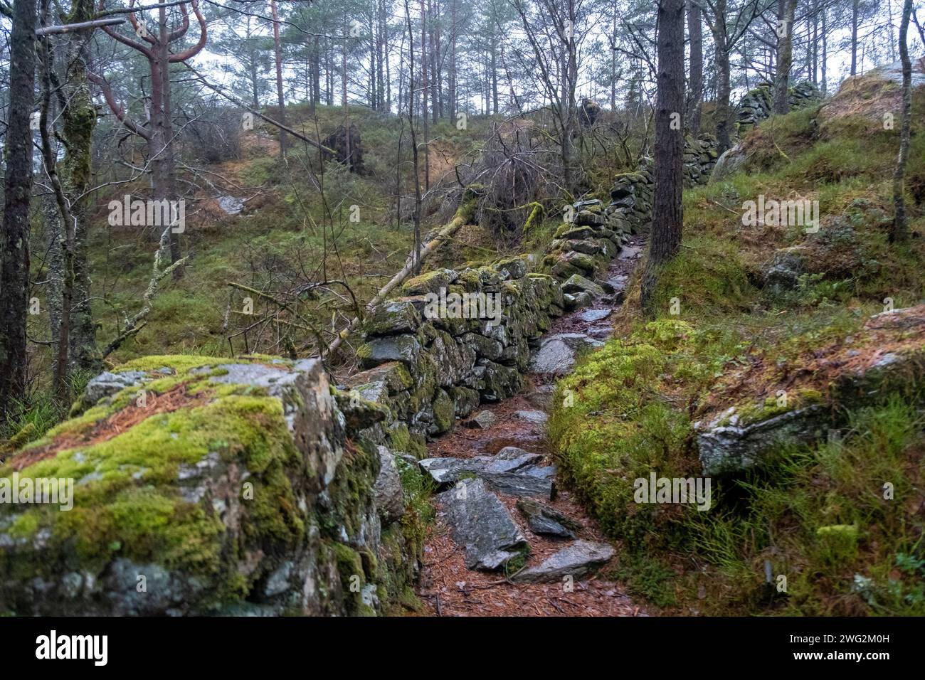 Moosbewachsene Steinmauer in einem Wald auf Askøy, in der Nähe von Bergen, Norwegen Stockfoto