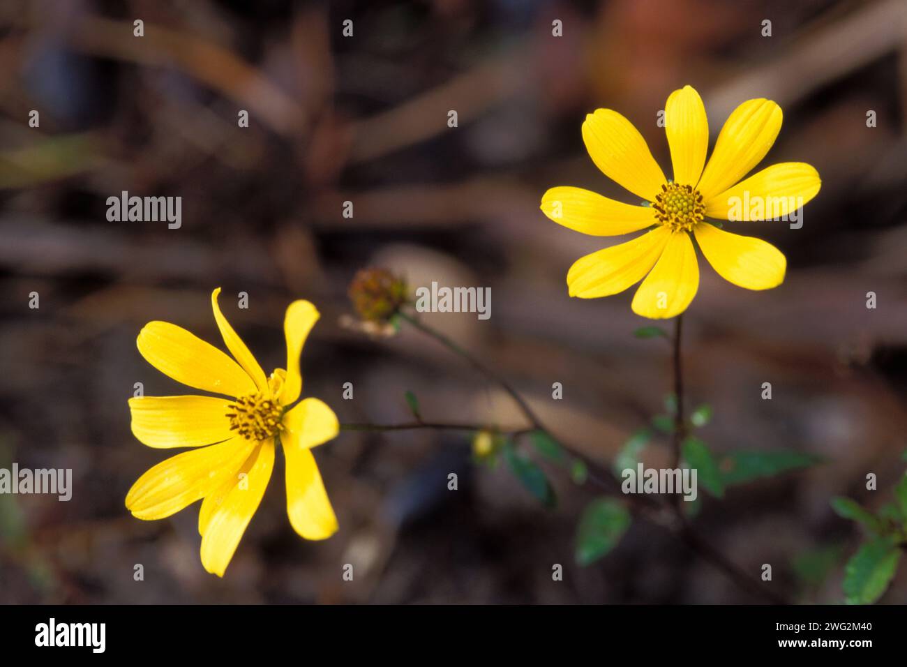 Blühende Wildblumen in Florida Stockfoto