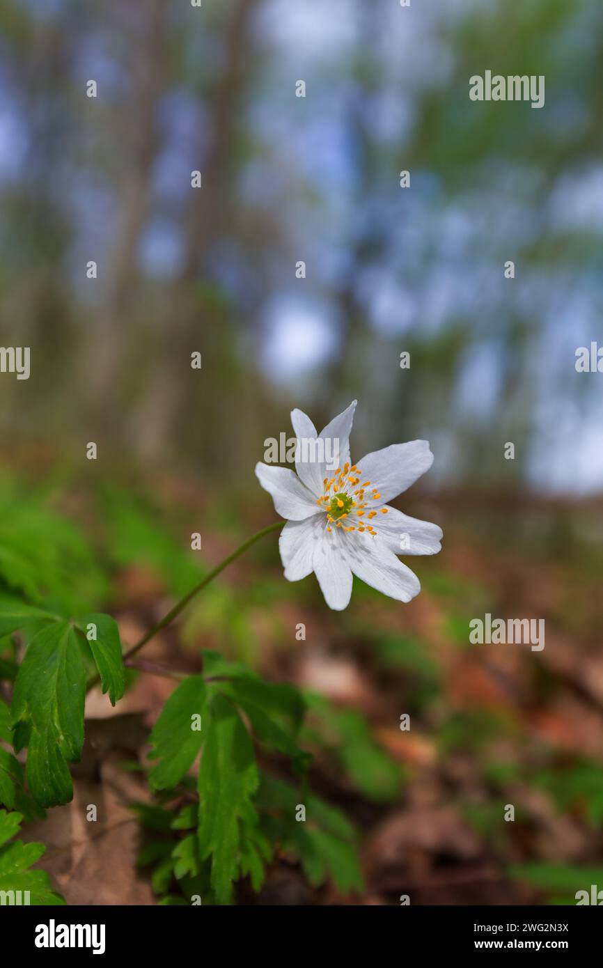 Holzanemone (Anemone nemorosa) Weiße Blume blüht im Frühlingswald Stockfoto