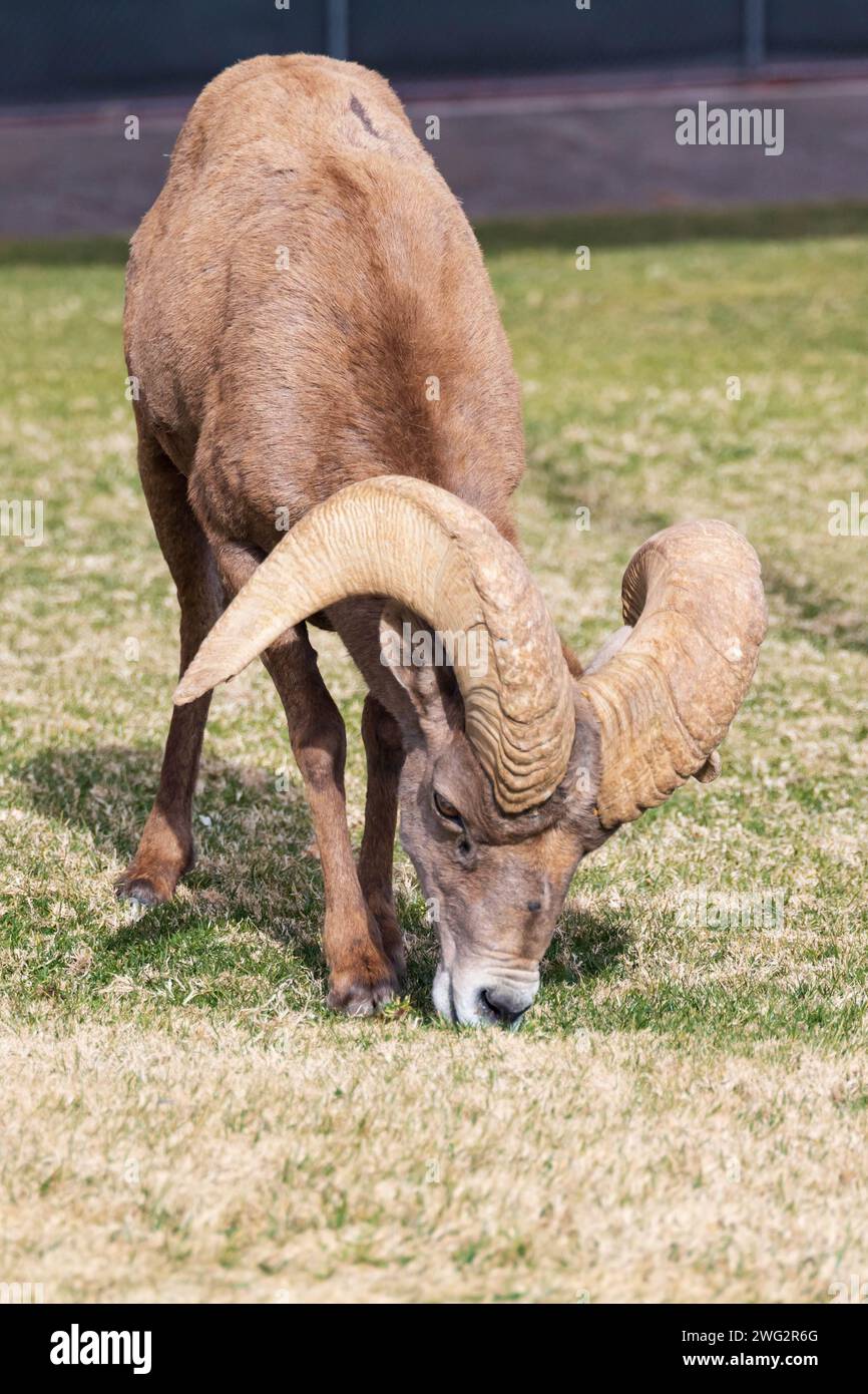 Dickhornschafe aus nächster Nähe, während sie auf einem schrägen Berghang weiden Stockfoto