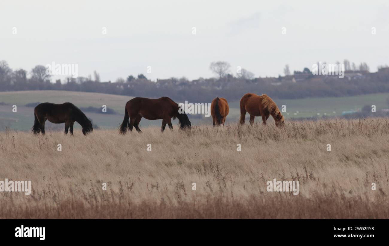 Pferde, die im Grasland weiden Stockfoto