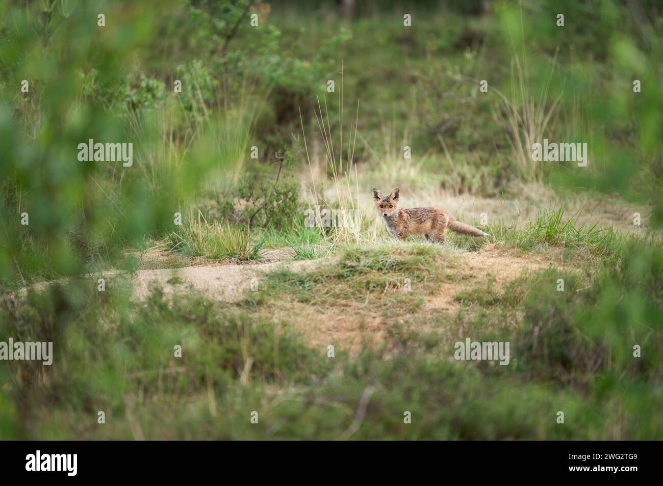 Baby Fuchs in der Wildnis Stockfoto