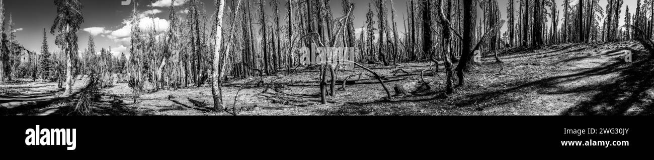 Panoramaaussicht des Waldbrandeffekts auf Nadelbäume im Lassen Volcanic National Park. Stockfoto