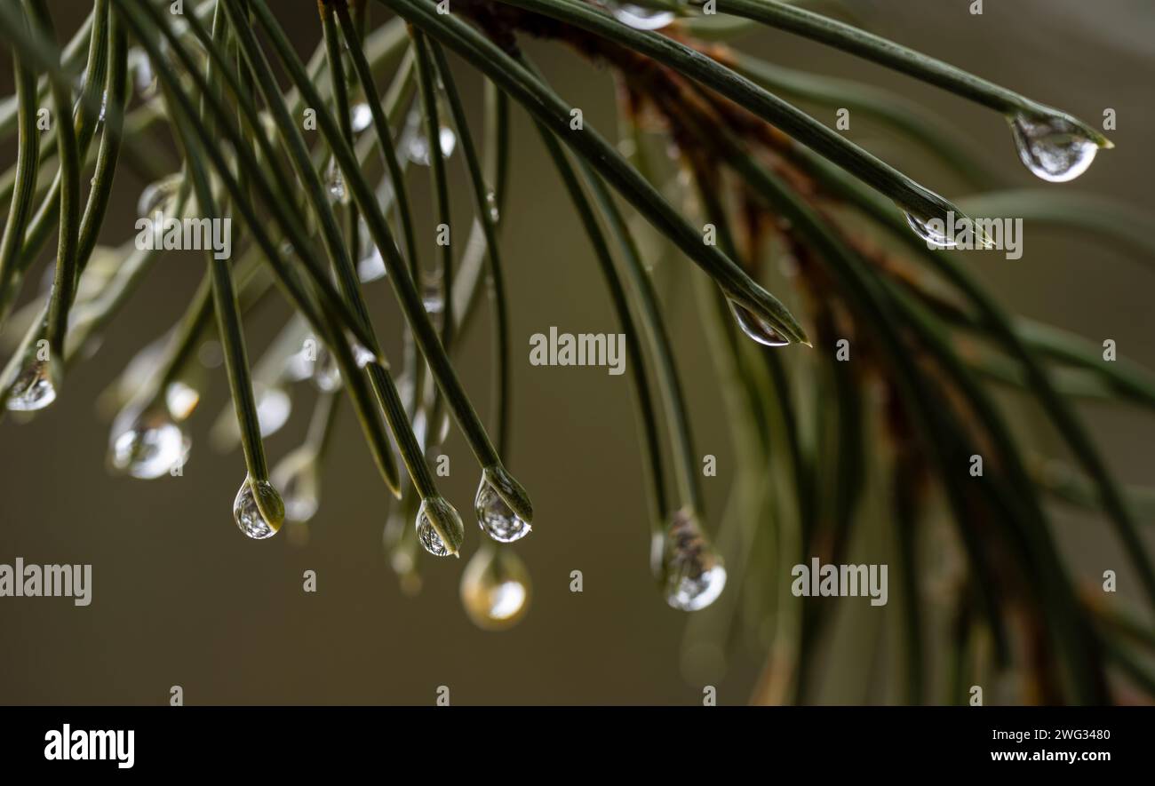 Wassertropfen auf Kiefernnadeln in der Gila Wilderness in New Mexico. Stockfoto