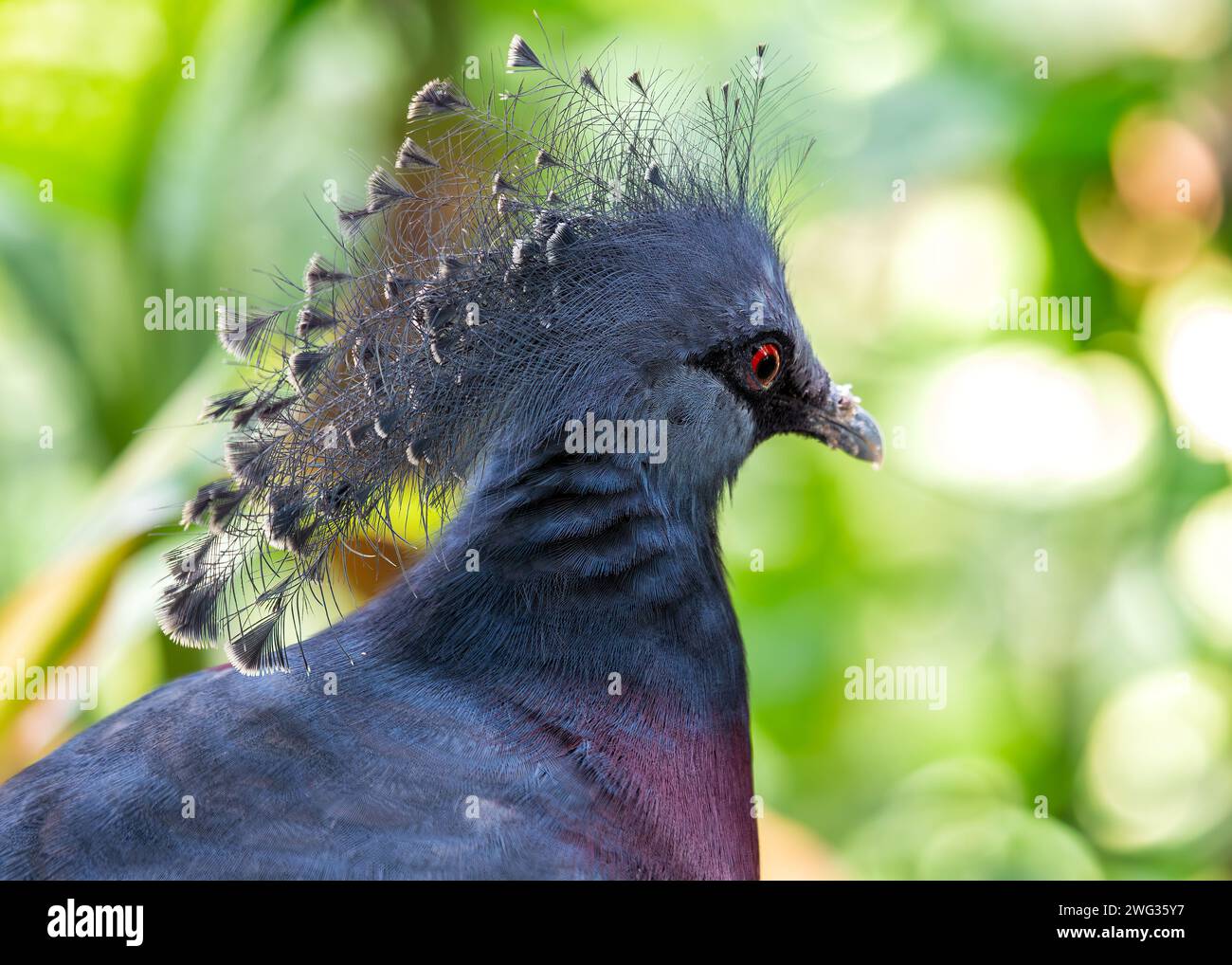 Die elegante Victoria gekrönte Taube Goura victoria präsentiert ihre einzigartige Federkrone in den üppigen Wäldern von Papua-Neuguinea, ein Symbol für vogelroy Stockfoto