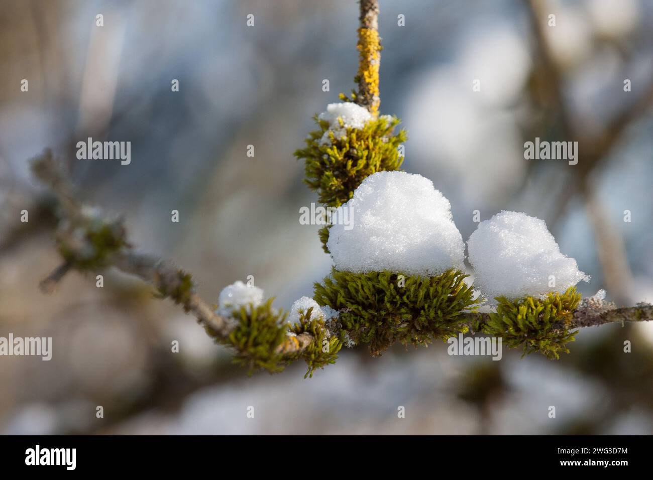 Ein zarter Zweig, umhüllt von Moos, trägt eine Wintermütze aus Schnee. Aber der Frühling wird bald die frostige Decke ablösen, um neues Leben zu enthüllen. Stockfoto