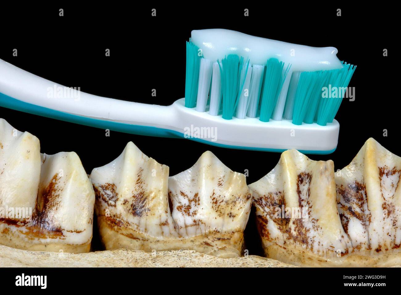 Zahnbürste auf Elchzähnen. Für ein strahlendes Lächeln: Zahnbürste und Zahnpasta erklären braunen Zähnen den Krieg. Stockfoto