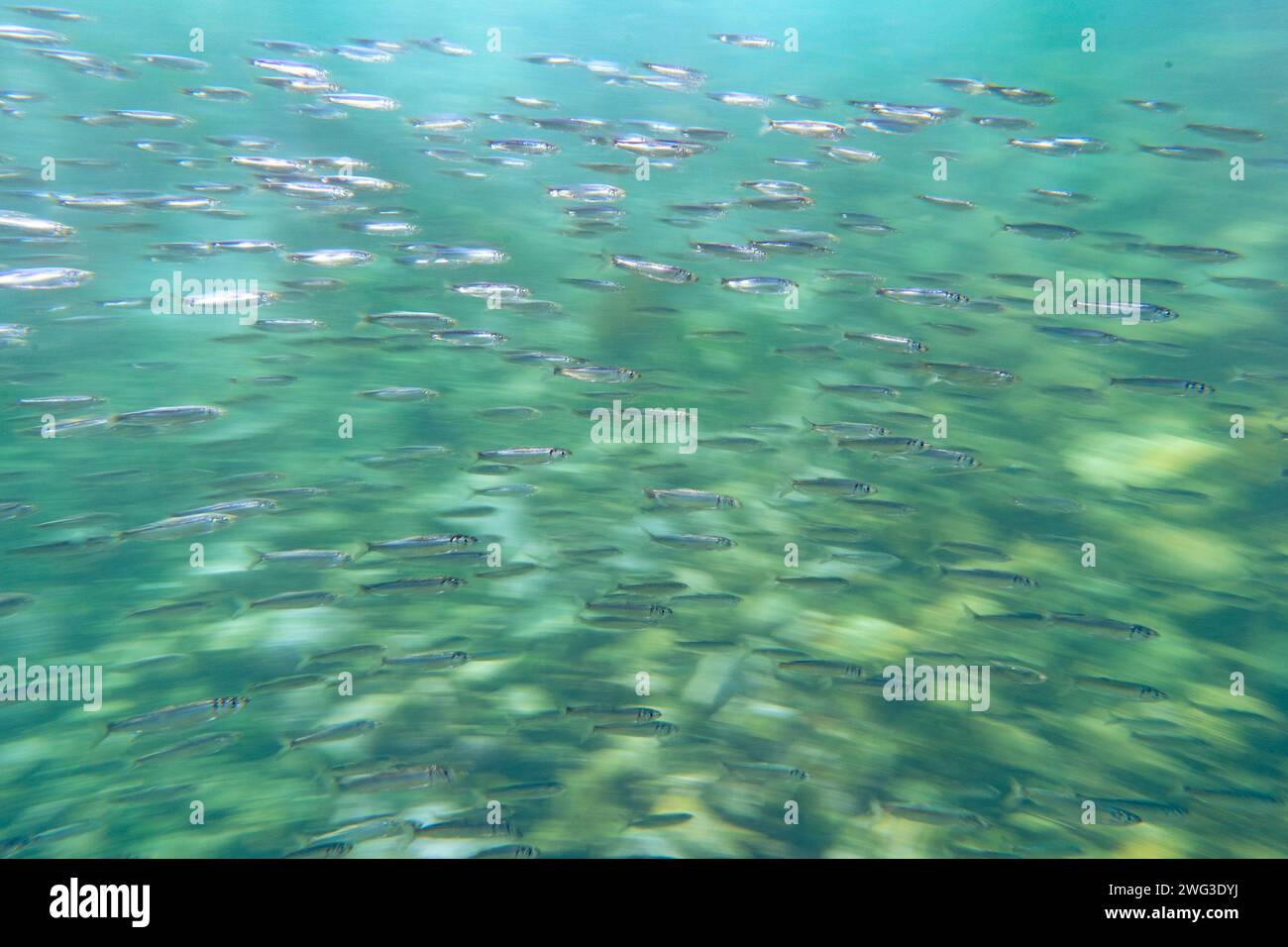 Pazifischer Hering. Stockfoto