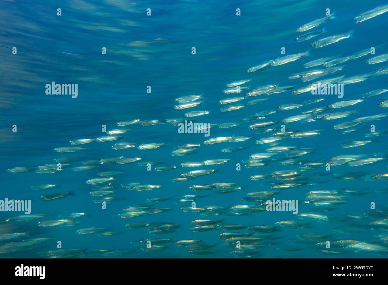 Schule des pazifischen Herings. Stockfoto