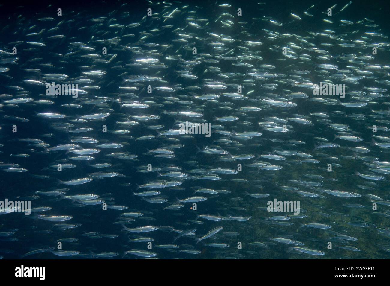 Große Heringsschule. Stockfoto