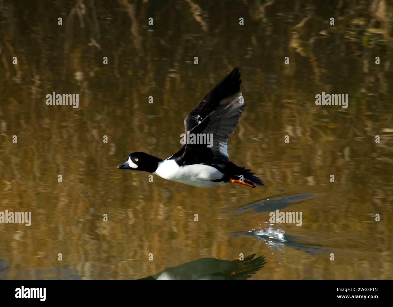Barrow's goldeneye (Bucephala islandica) im Flug, Smith Rock State Park, Oregon Stockfoto
