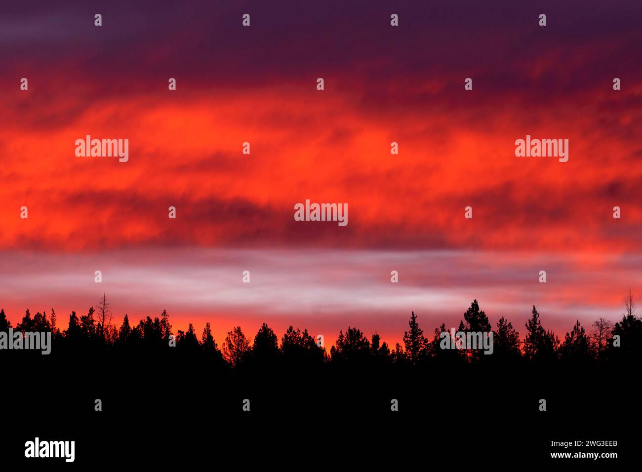 Juniper Dawn, Crooked River National Grasland, Oregon Stockfoto