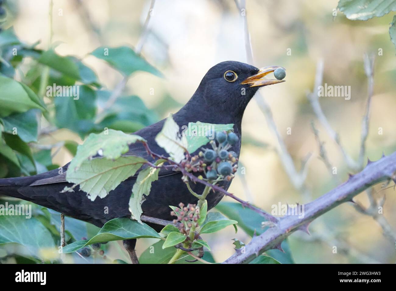 Männliche Amsel (turdus merula) mit Efeubeere im Schnabel, in einer Cambridgeshire-Hecke Stockfoto