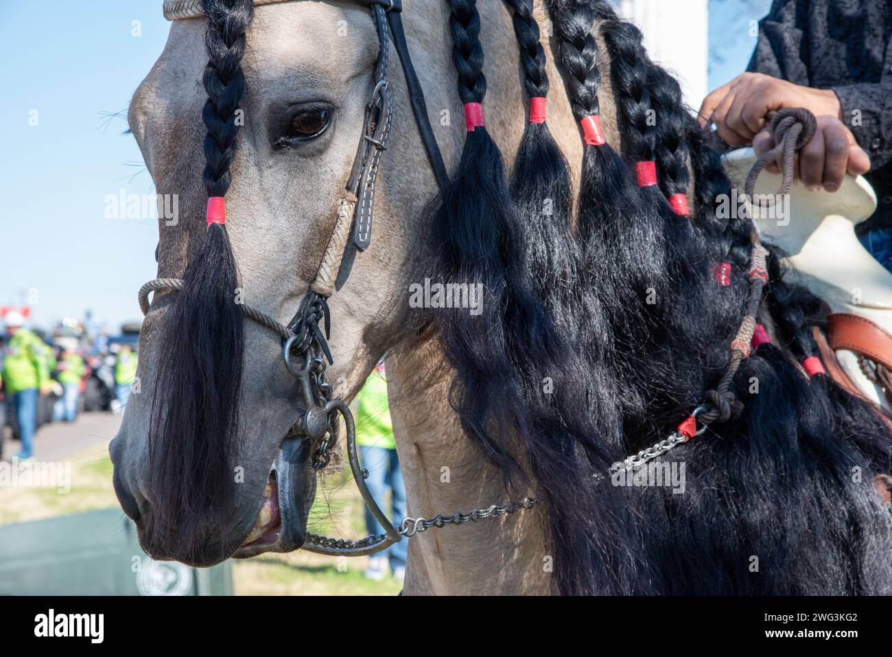 Großaufnahme eines Pferdes mit geflochtener Mähne bei der Orangenparade 2024 Stockfoto