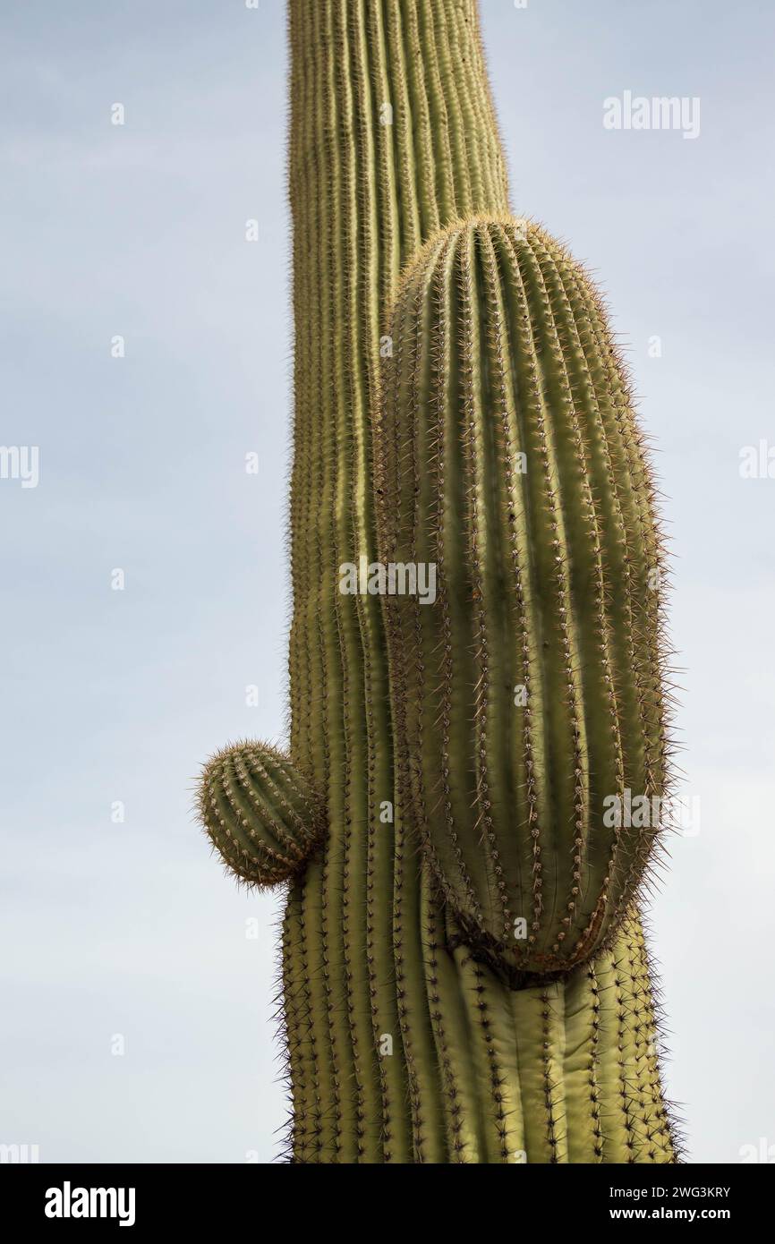 Saguaro-Kaktus aus nächster Nähe im Saguaro-Nationalpark, Arizona Stockfoto