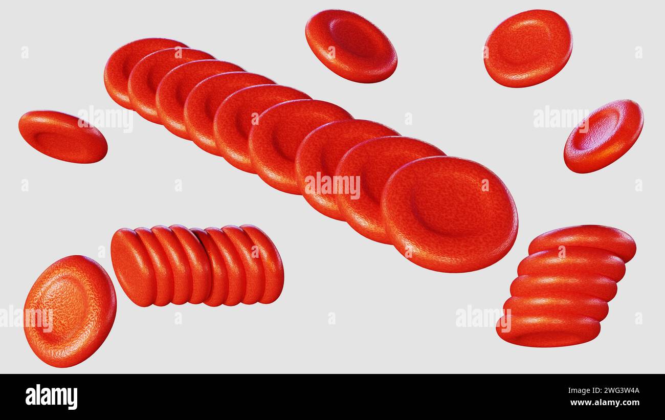 3D-Rendering von Rouleaux, dies sind Stapel oder Aggregationen von roten Blutkörperchen (Erythrozyten), die an Münzhaufen erinnern. Stockfoto