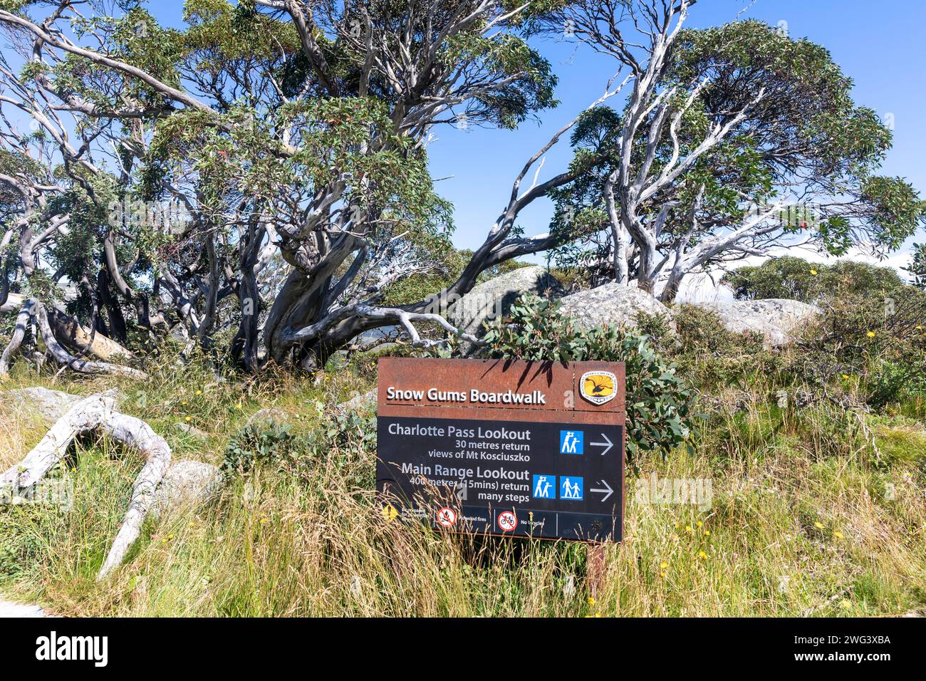 Kosciusko National Park, Snow Gums Promenade führt zu Aussichtspunkten über Kosciusko, Charlotte Pass, NSW, Australien, 2024 Stockfoto