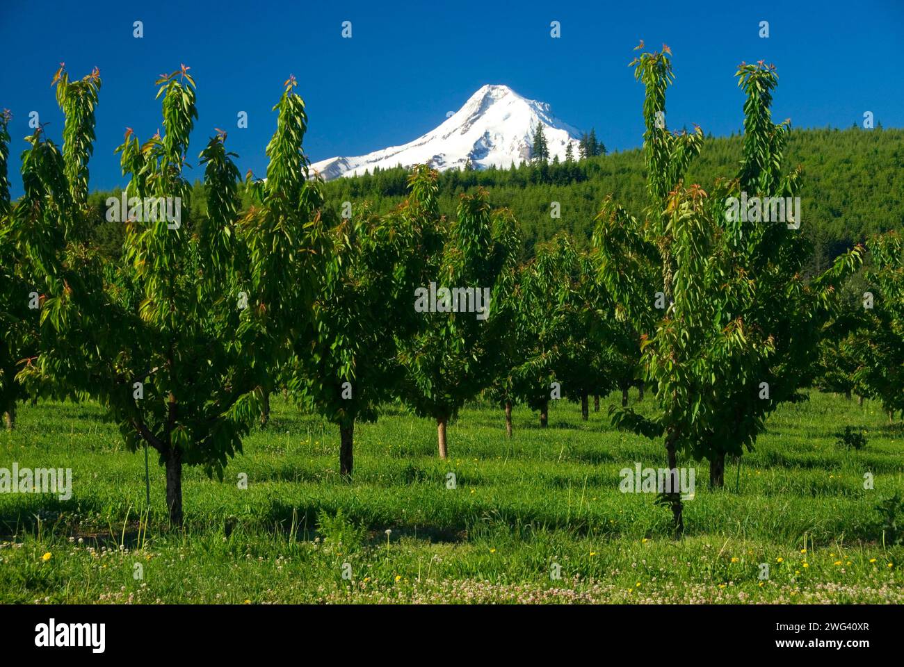 Mt Hood über Orchard, Hood River County, Oregon Stockfoto