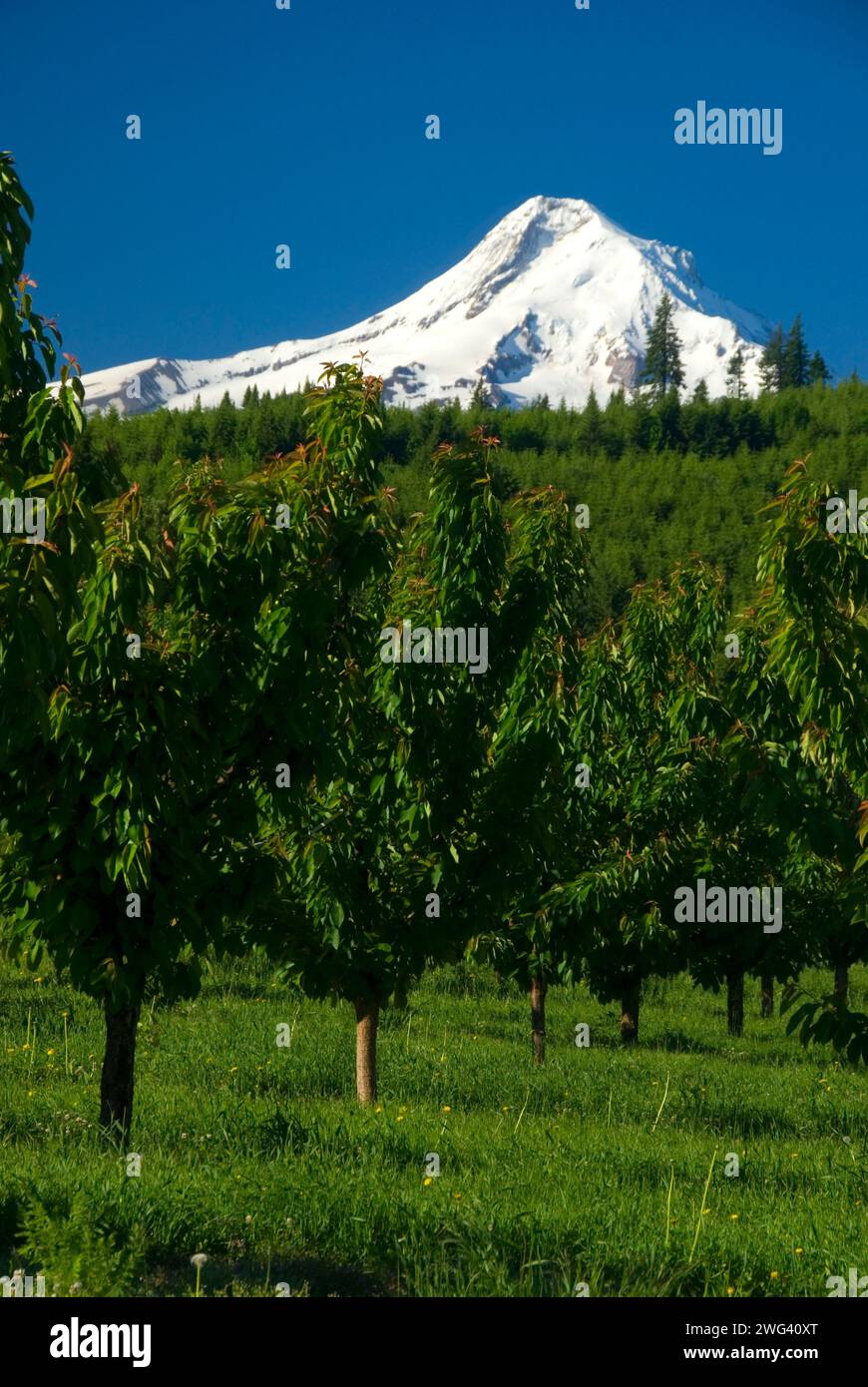 Mt Hood über Orchard, Hood River County, Oregon Stockfoto