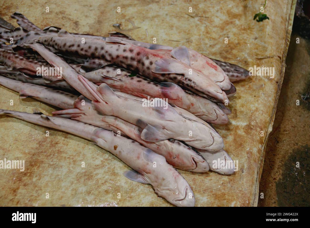 Auf dem traditionellen lokalen Samaki-Markt in Kampot, der die exotische, authentische Küche und Kultur Kambodschas zeigt, reihen sich frische Haifischjungen aufeinander Stockfoto