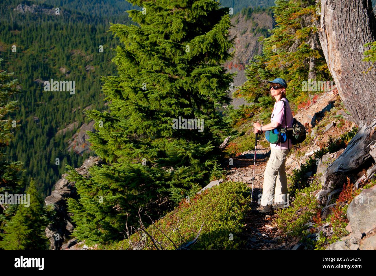 Schlacht Ax Bergweg, Bull der Wald Wildnis, Mt. Hood National Forest, Oregon Stockfoto