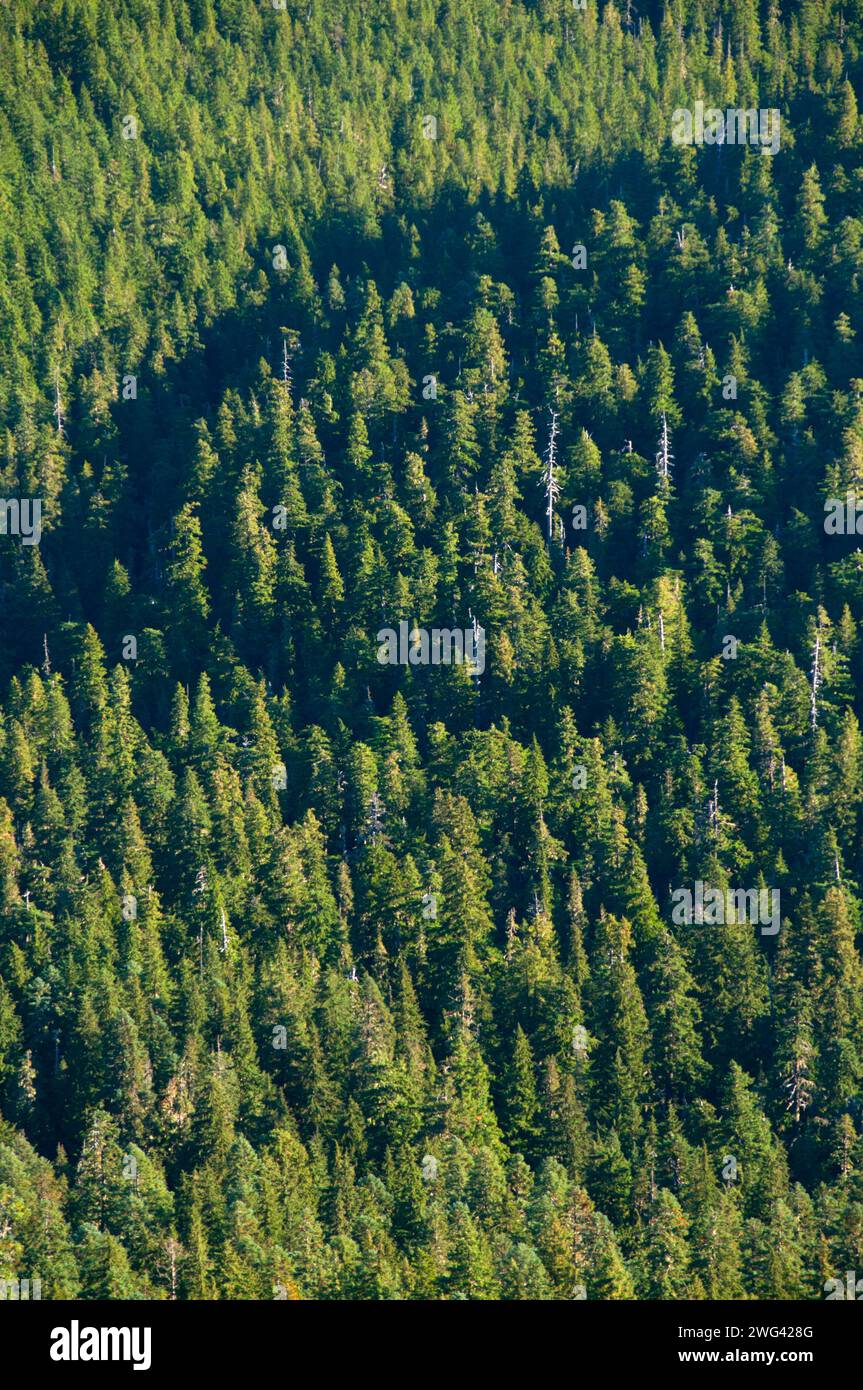 Battle Creek Wald Streitaxt Gipfel, Bull der Wald Wildnis, Mt Hood National Forest, Oregon Stockfoto