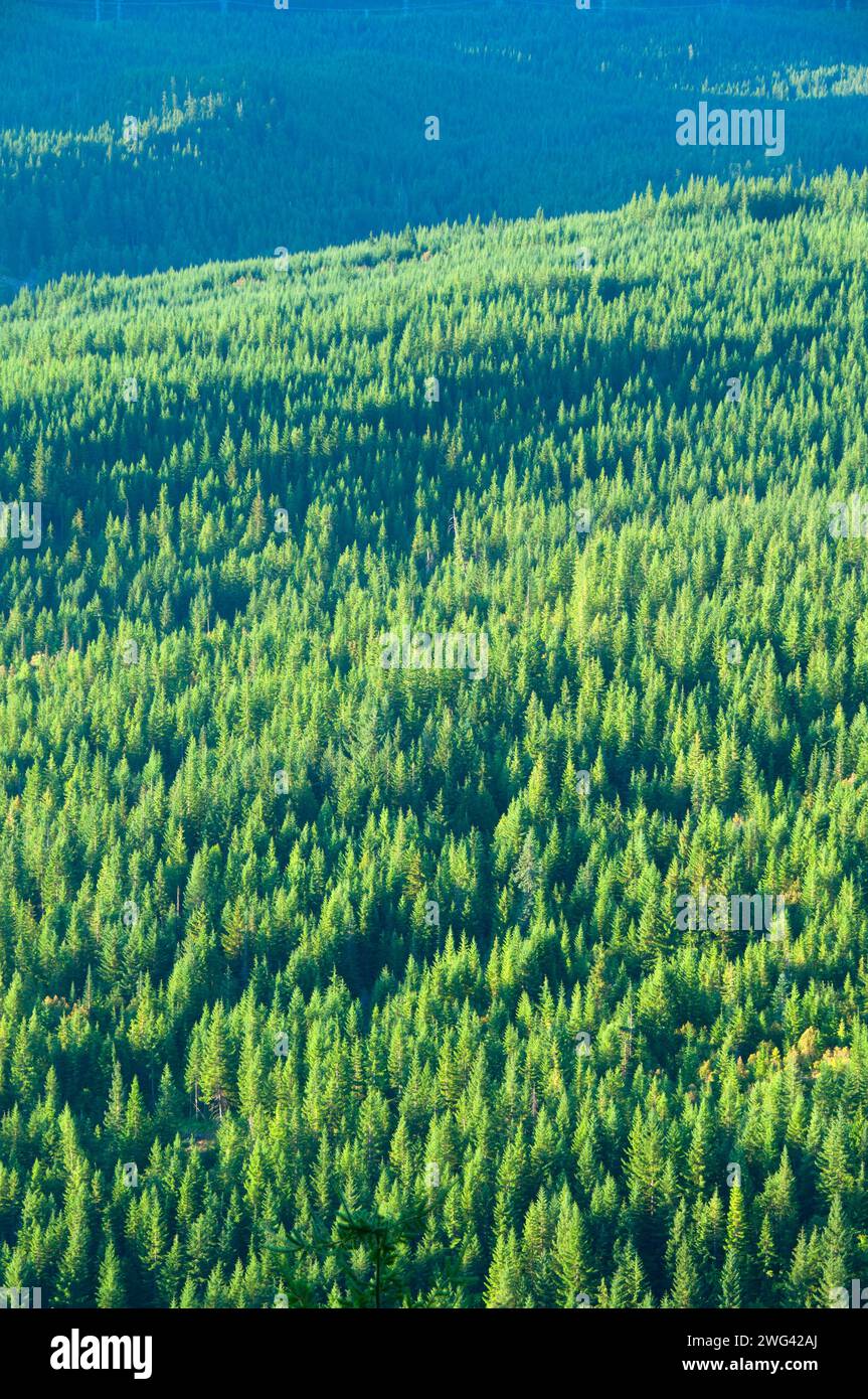 Forest, Mt Hood National Forest, Oregon Stockfoto
