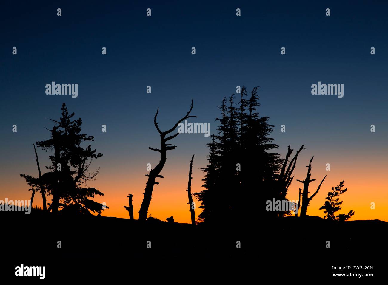 Morning at Timberline, Mt Hood National Forest, Oregon Stockfoto