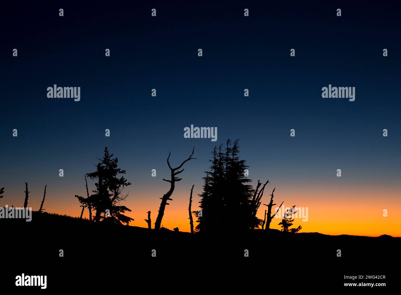 Morning at Timberline, Mt Hood National Forest, Oregon Stockfoto