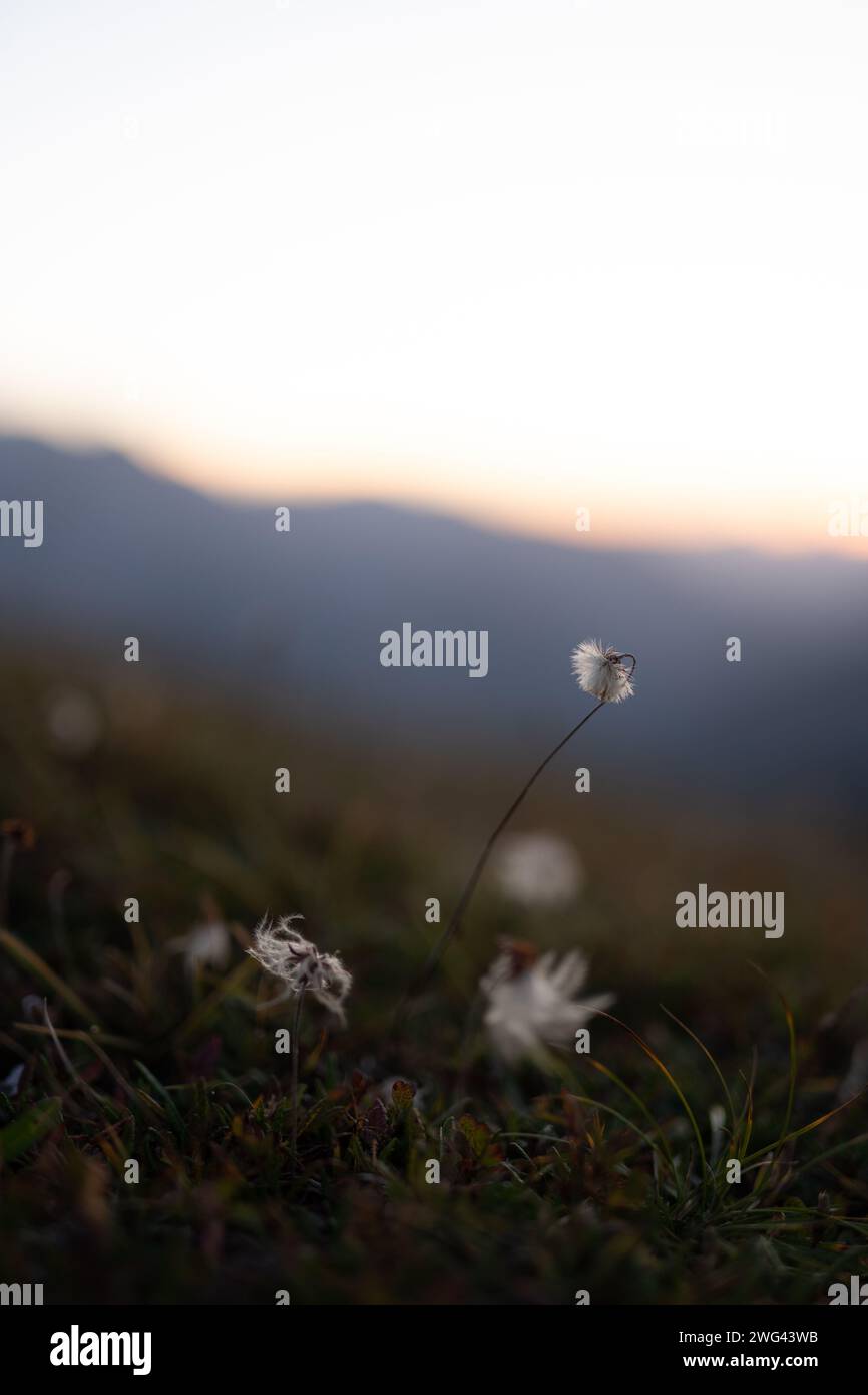 Kleine weiße Bergblume auf Gras Stockfoto
