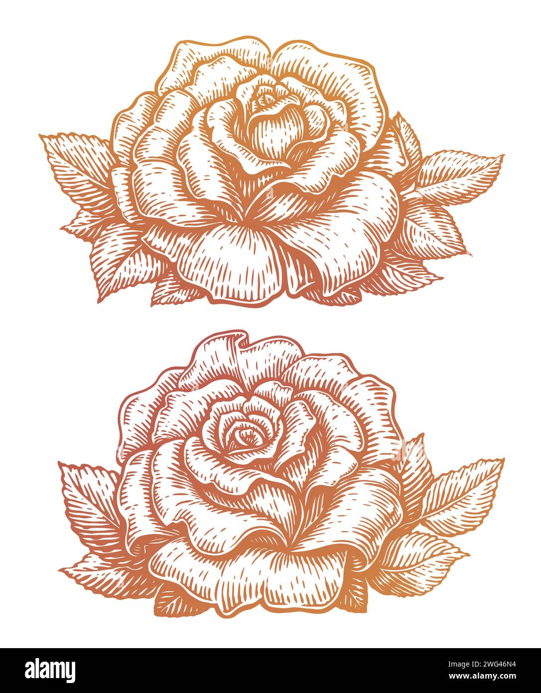 Wunderschöne Blume. Elegante, detailreiche Rosenblüte mit Blättern. Handgezeichnete Vintage-Vektor-Illustration Stock Vektor