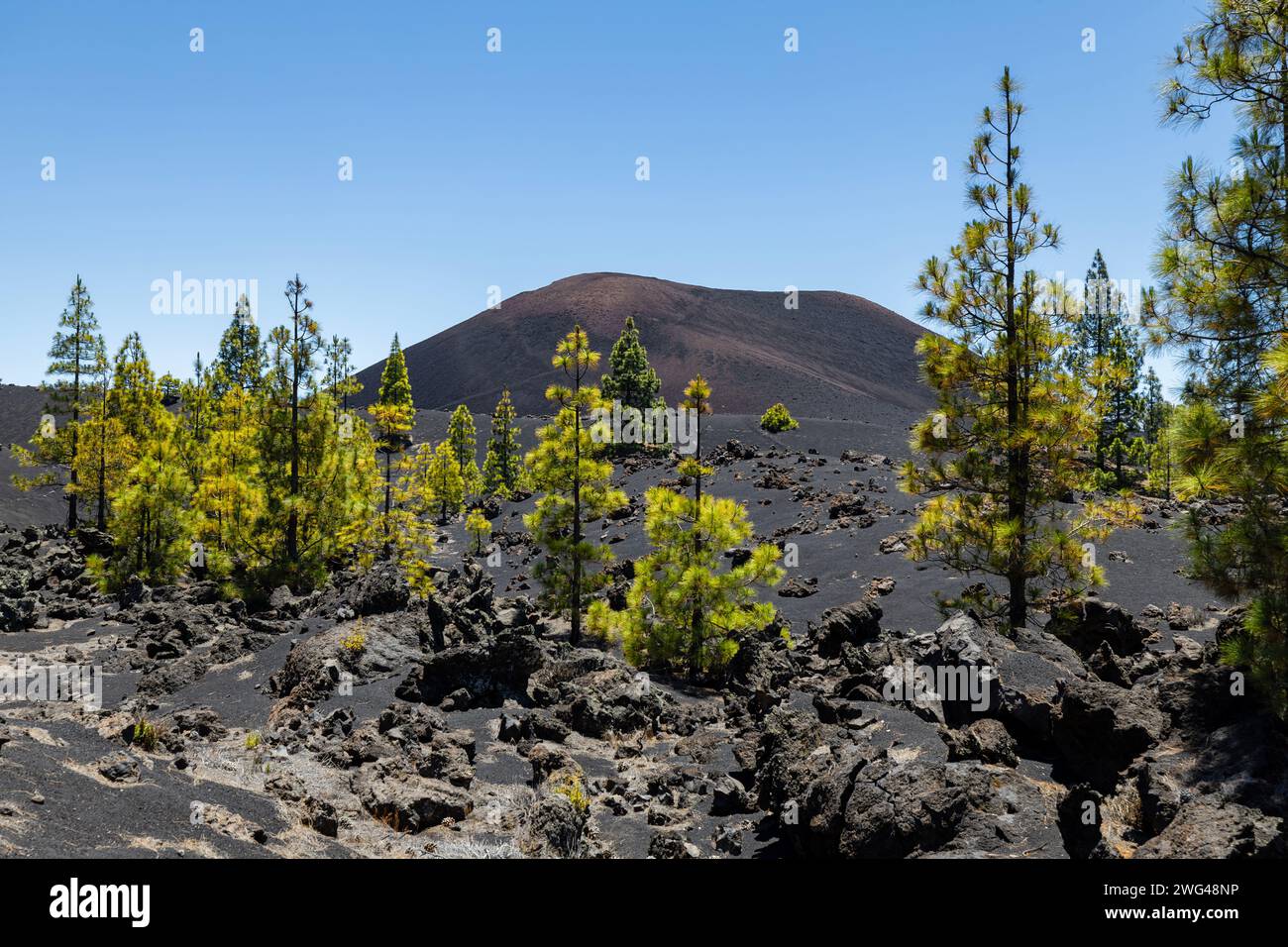 Vulkanlandschaft an sonnigen Tagen auf Teneriffa. Bäume, die mitten in einem schwarzen Lavafeld wachsen. Vulkan Chinyero. Teneriffa, Kanarische Inseln, Spanien. Stockfoto