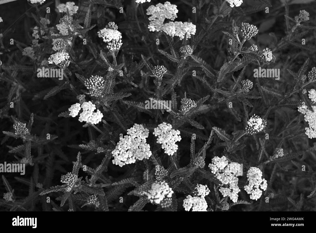 Kunstfoto von schönen und vielfältigen medizinischen weißen Blumen in interessanten Farben und einer ungewöhnlichen Palette. Stockfoto