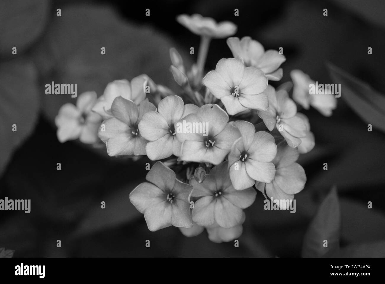 Kunstfoto von schönen und vielfältigen Phloxblumen in interessanten Farben und einer ungewöhnlichen Palette. Blühende Blütenknospen wachsen im Garten. Stockfoto